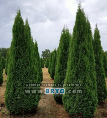 Plante amenajari gradini, livrare de plante gradina in toata tara, Livrare plante amenajari gradini in toata tara - Tuia, pret brazi, preturi Ienuperi, platani pepiniera, mesteceni, livrare tei, oferte pini, firme vanzare fagi, carpeni, stejari, brad argintiu, brazi verzi, platan ieftin, mesteacan, pin de vanzare, carpen pepiniere, stejar de gradina,
