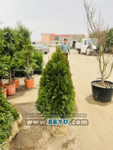 Plante amenajari gradini, livrare de plante gradina in toata tara, Livrare plante amenajari gradini in toata tara - Tuia, pret brazi, preturi Ienuperi, platani pepiniera, mesteceni, livrare tei, oferte pini, firme vanzare fagi, carpeni, stejari, brad argintiu, brazi verzi, platan ieftin, mesteacan, pin de vanzare, carpen pepiniere, stejar de gradina,