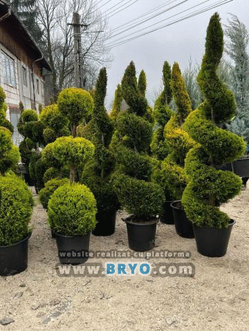 Plante amenajari gradini, livrare de plante gradina in toata tara, Livrare plante amenajari gradini in toata tara - Tuia, pret brazi, preturi Ienuperi, platani pepiniera, mesteceni, livrare tei, oferte pini, firme vanzare fagi, carpeni, stejari, brad argintiu, brazi verzi, platan ieftin, mesteacan, pin de vanzare, carpen pepiniere, stejar de gradina,