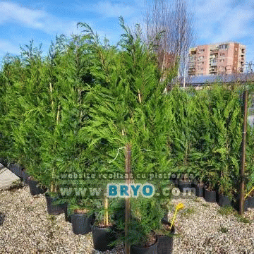 pepiniera de leylandi, plante amenajare gradini leylandi, livrare de leylandi gold golden