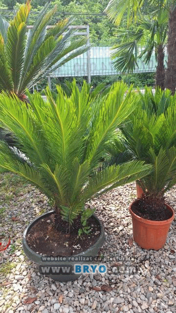 Palmieri cycas de vanzare,  Palmier cycas pret, Palmier cycas