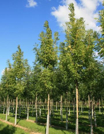 livrare frasini, amanajare gradina cu frasini deosebiti preturi