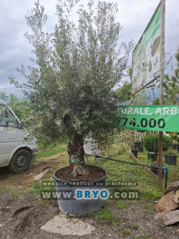 livrare masilini in toata Romania, preturi maslini pepiniera