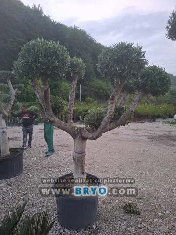 preturi maslini de pepiniera, vanzare maslini si plantare