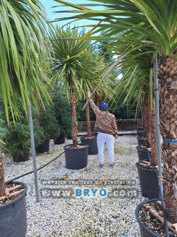 Yucca de gradina, preturi Yuca, yuca ieftina