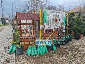 pret mar pom fructifet, meri ieftini de plantat primavara