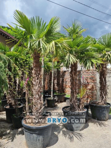 pepiniera palmieri, depozit palmier gradina ieftin, vanzari palmieri decorativi
