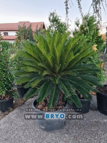 pepiniera palmieri, depozit palmier gradina ieftin, vanzari palmieri decorativi