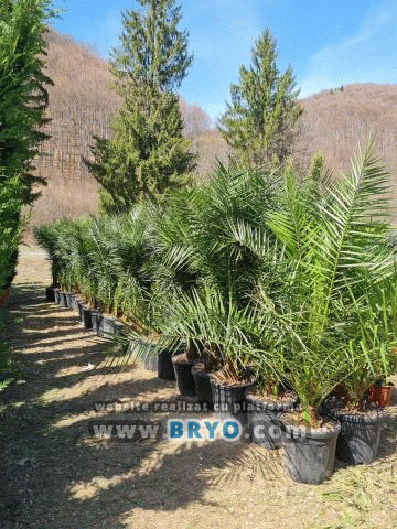 pepiniera palmieri, depozit palmier gradina ieftin, vanzari palmieri decorativi