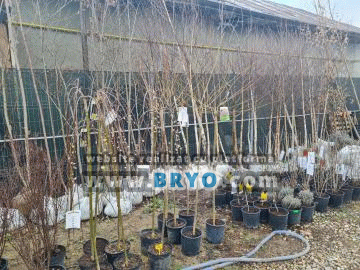 vanzare meri, preturi pruni pepiniera, oferta vanzare ciresi visini
