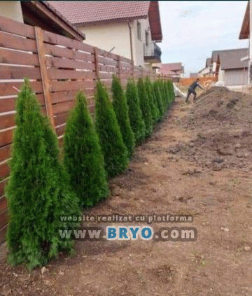 pepiniera tuia oferte, vanzare tuia amenajare gradina, preturi tuia cu livrare si plantare