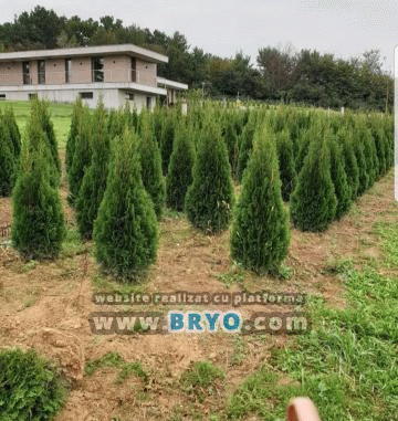 pepiniera tuia oferte, vanzare tuia amenajare gradina, preturi tuia cu livrare si plantare