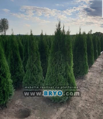 pepiniera tuia oferte, vanzare tuia amenajare gradina, preturi tuia cu livrare si plantare