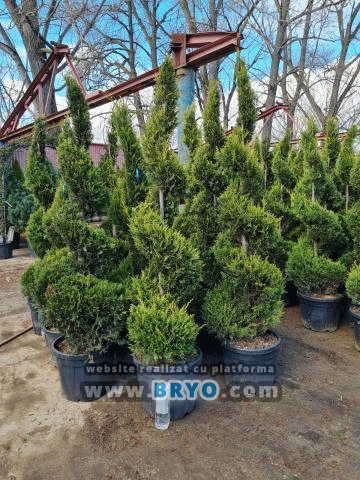 pepiniera tuia oferte, vanzare tuia amenajare gradina, preturi tuia cu livrare si plantare